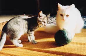 cat-kou-min15.jpg