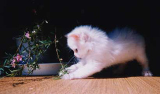 cat-min8.jpg