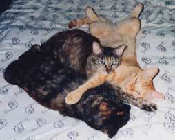 cat-remtora11.jpg