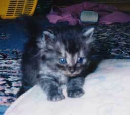 cat-runa17.jpg