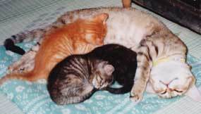 cat-sararem10.jpg
