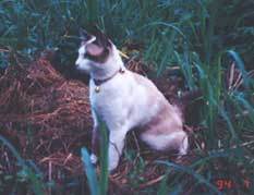cat-shan13.jpg