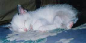 cat-shan6.jpg