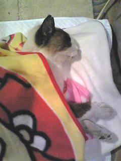 shanti08_3_2_09.jpeg